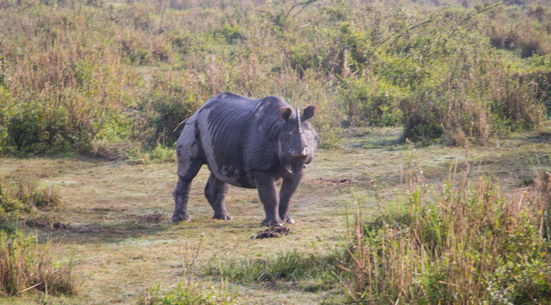 Rhinoland Jaldapara