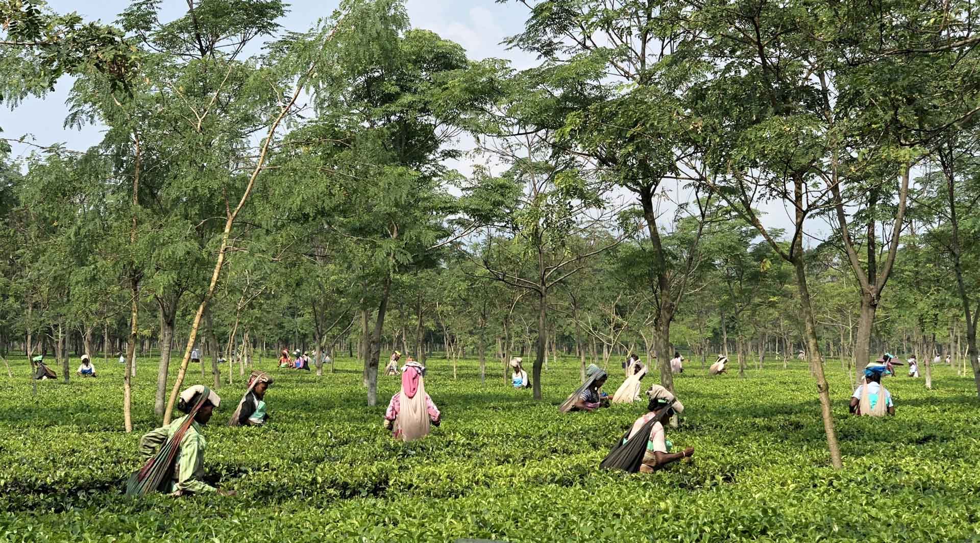Buxa Forests Alipurduar