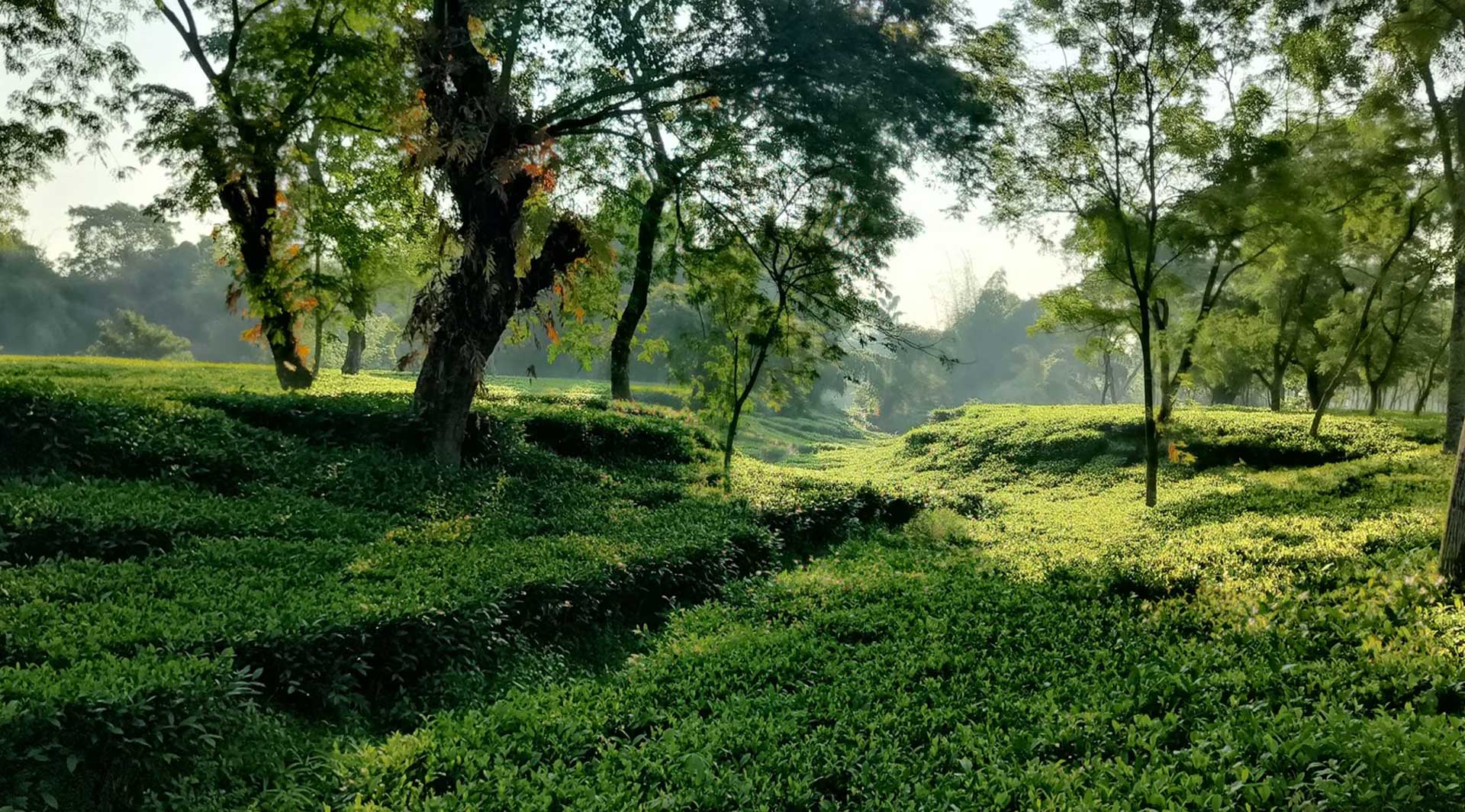 Loop Bridge @ Bagrakote